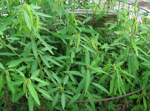 DANCING TREE  CODARIOCALYX MOTORIUS seed